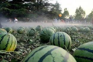 热门大瓜每日更新校园网红 网红大瓜下载,每日热门大瓜，网红大瓜下载速览